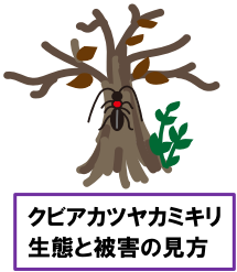 クビアカツヤカミキリ生態と被害の見方